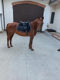 Pony cavallo