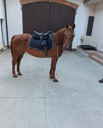 Pony cavallo