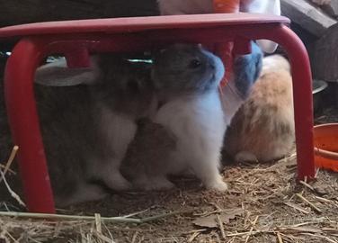 Cuccioli di coniglio nano ariete