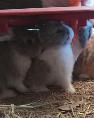 Cuccioli di coniglio nano ariete