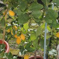 Pianta di limone in vaso