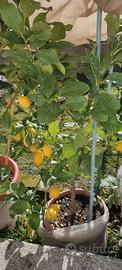 Pianta di limone in vaso