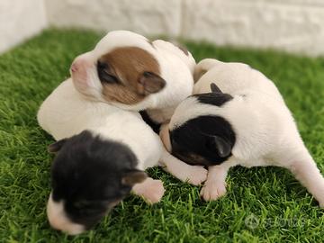 Jack Russell Broken con pedigree