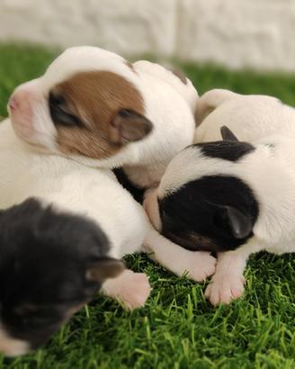 Jack Russell Broken con pedigree