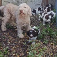 Cuccioli lagotto romagnolo springer