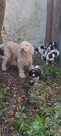 Cuccioli lagotto romagnolo springer