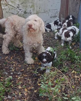 Cuccioli lagotto romagnolo springer