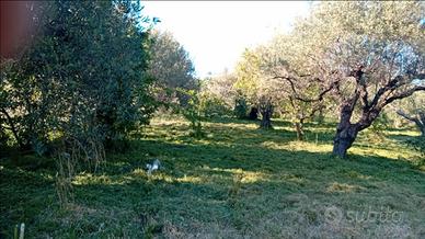 Splendido Uliveto