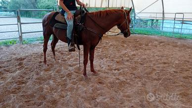 Cavallo