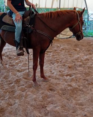 Cavallo