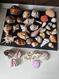 collezione conchiglie 38 pezzi