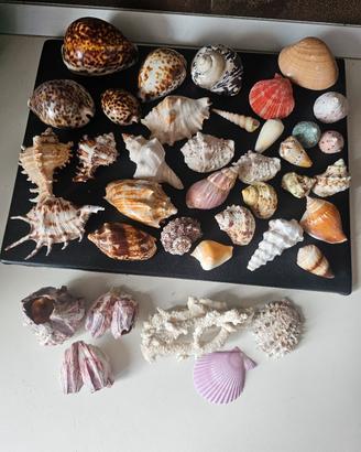 collezione conchiglie 38 pezzi