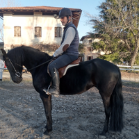 Vendo cavallo