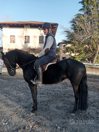 Vendo cavallo