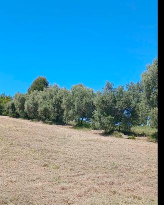 terreno agricolo Potenza Picena