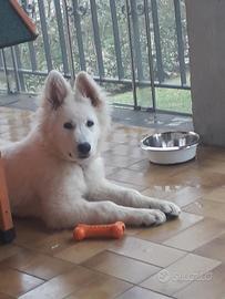 Accoppiamento Pastore Svizzero Bianco pedigree
