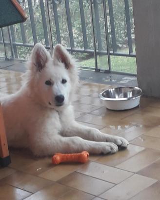 Accoppiamento Pastore Svizzero Bianco pedigree