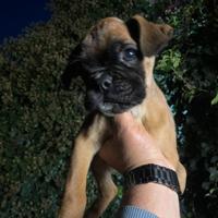 Cucciolo di Boxer