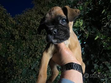 Cucciolo di Boxer