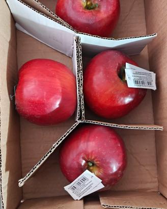 frutta finta per allestimento 