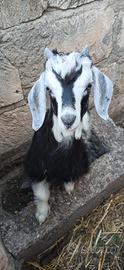 Capretto