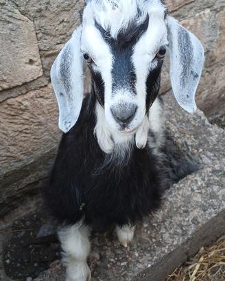 Capretto