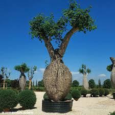 Chorisia Speciosa 10 anni (largo)