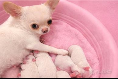 Chihuahua mini toy