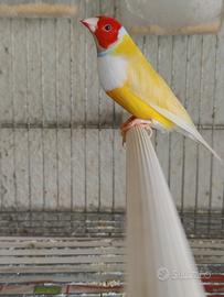 Diamanti di Gould