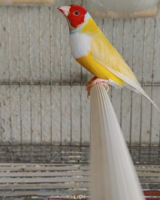 Diamanti di Gould