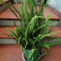 pianta da appartamento