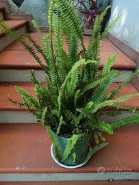 pianta da appartamento