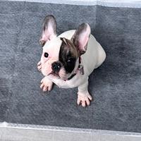 Bulldog francese