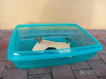 Vaschetta per tartarughe  d acqua