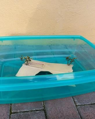 2 Vaschette per tartarughe  d acqua