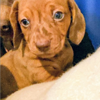 Bassotto tedesco nano e kaninchen