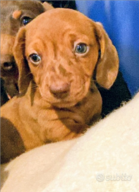 Bassotto tedesco nano e kaninchen