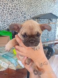 Bulldog francese