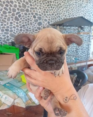 Bulldog francese