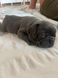 Cuccioli Bulldog francese blue