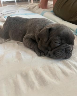 Cuccioli Bulldog francese blue