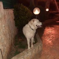 Pastore maremmano adulto