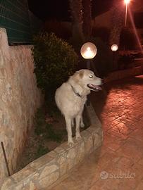 Pastore maremmano adulto