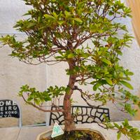 Bonsai Azalea proveniente dal Giappone