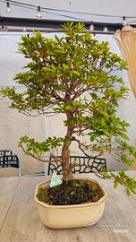 Bonsai Azalea proveniente dal Giappone