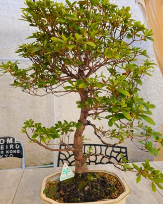 Bonsai Azalea proveniente dal Giappone