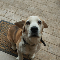 Beagle con pedigree