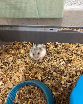 Criceti animali