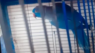 Pulli parrocchetti dal collare viola