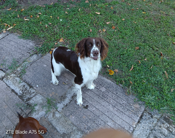 Springer da tartufo riporto